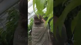 Follow us on a round up of last week's Heligan Moments