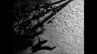 Horizon Variations (Extended)