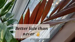Flame thrower palm as a house plant + other tropicals