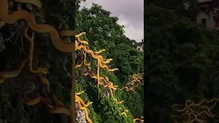 Episode 1: Forbidden Snake Island: One deadly viper per meter. Venom melts flesh instantly. 🚫🐍