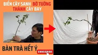 BIẾN CÂY SANH KHAI THÁC Ở BỜ TƯỜNG THÀNH 1 CÂY DÁNG BAY BÀN TRÀ HẾT SỨC ĐƠN GIẢN