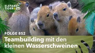 Kleine Schweinereien (Folge 852) | Elefant, Tiger & Co. | MDR