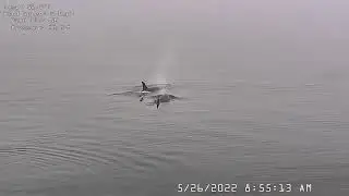 2022 05 26 highlights J Pod