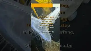 Modern Talking - Atlantis Is Calling - S.O.S. for Love - Karaoke