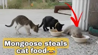WILD MONGOOSE STEALS & EATS CAT FOOD! (Caught on Camera)
