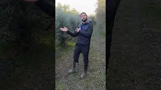 Cosa fare quando l'oliveto HD perde produttività?