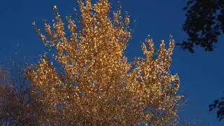 4K Relaxing Windy Autumn Forest Walk