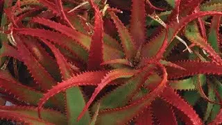 Red aloevera farming . How To Grow Red Aloe Vera - A Comprehensive Guide(AI generated)