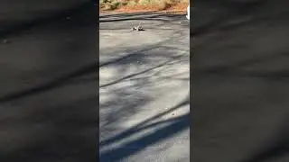 Fox RC
