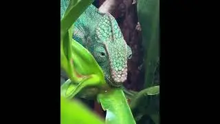 The Colorful World of Chameleons: A Macro Exploration of Nature's Amazing Camouflage Artists