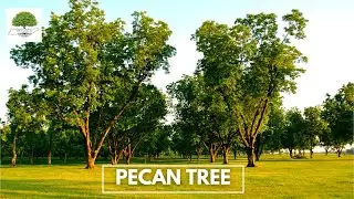 PECAN TREE - TN NURSERY
