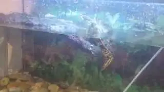 Turtle dock - plataforma