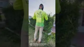 How to trim a hedge with Sammy from Jim's Mowing