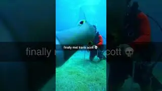 Fin fin fin 🐟
