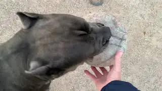 Lord Loki Cane Corso