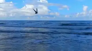Calming Ocean Waves  | Serene Coastal Sounds for Relaxation & Focus
