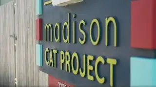 Madison Cat Project