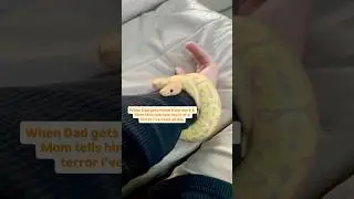 В этом вопросе я склонен встать на сторону своих шаровидных питонов 😂🫶🐍