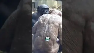 Female Chimpanzee Summons Alpha Male #relationship