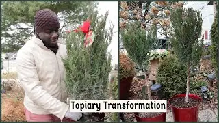 Turning Blue Point Junipers into Topiary| Jhuly's Aquatics & Gardening