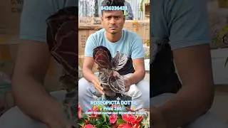 Wonderful Houseplant Calathea Roseopicta Dottie #shorts #price