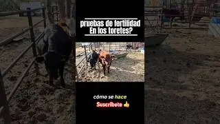 #vlog #ranch #videos #cattlemen