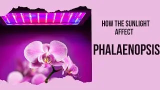 ORCHID FAMILY | HOW THE SUNLIGHT AFFECT PHALAENOPSIS