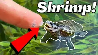 Feeding My Tiny Turtles 🐢 Shrimp! 🦐