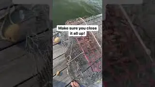 Chesapeake Bay Living: How to Catch Crabs off your Pier