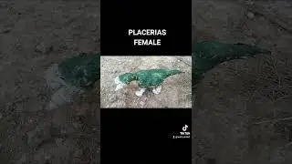 PLACERIAS HEMBRA #dinosaur #prehistoric #prehistoricanimals #triassic #triasico