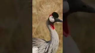 Most Beautiful Birds Collection in the World in 8K 4k ULTRA HD - #short viral video
