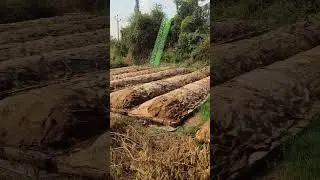 Discover the true taste of nature #vermicompost #viral #trending #agriculture #organic #farming