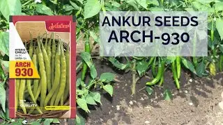 RCH Ankur 930 Chilli seeds -  Ankur chilli variety adn its description . Green mirchi . Krishibharat