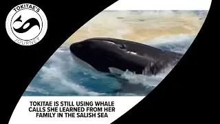 Tokitae still using whale calls she learned from her family in the Salish Sea, expert says