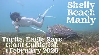 Shelly Beach  Turtle, Eagle Rays and Giant Cuttlefish  1 February 2026