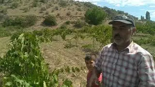 ŞEFAATLİ'DE &Uuml;RETİLİYOR, SOFRALARI TATLANDIRIYOR