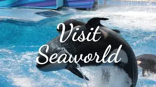 How to Visit SeaWorld on a Budget (7 Tips That Really Work!)