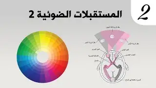 علم الأحياء | المستقبلات الضوئية 2 ✓ آلية عمل العصية في الضوء الضعيف .. د.حسن حسين