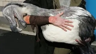 Dodo madness - part 3 (2007)