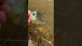 #bassfishing #fishingislife