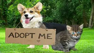 We Helped Shelter Animals Get Adopted!
