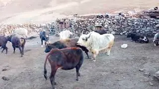 Mountain Biggest Bull 🐂 Wonderful Meeting 🥰😍 ||Yak vs cow||