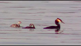 Чомга (большая поганка) с птенцами || Great crested Grebe with chicks