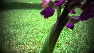 orchis morio