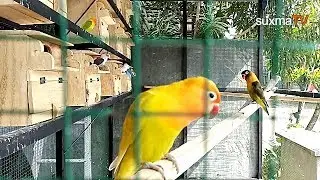 BUDIDAYA BURUNG LOVEBIRD DAN PERAWATAN KANDANG NYA