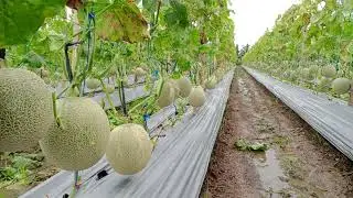 Penting Melon 55 HST BAG 21