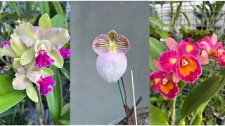 新得的几棵兰花，原本没打算买，但是看到了真的忍不住，又剁手啦！😂😂😂