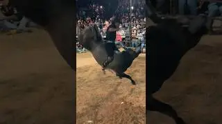 CHECATE EL SENTON DEL GALLO DE ESCOBEDO 🫣🫡 #IntocablesDelNi&ntilde;oDeOro