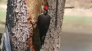 Woodpecker pecking wood.