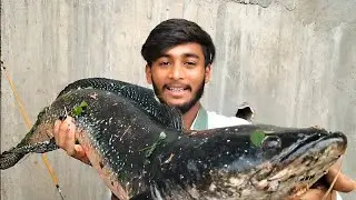 New sport back to back attack tiger maral fish (snake head) in river fishing 🎣 🎣🎣